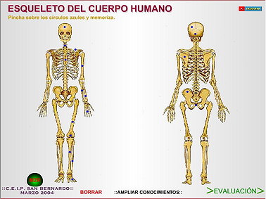 El Esqueleto del cuerpo humano